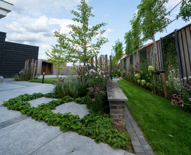 Solitaire ginko biloba meerstammig