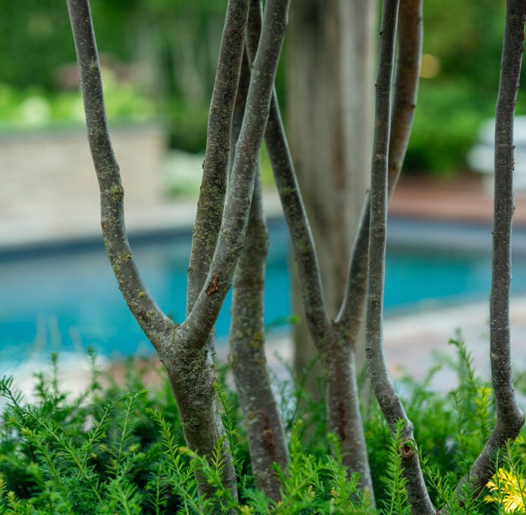 Meerstammige parrotia persica
