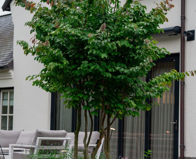Meerstammige parrotia persica