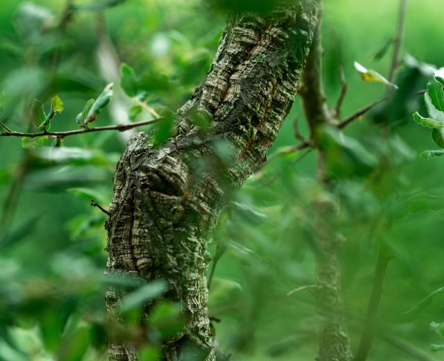 Quercus suber